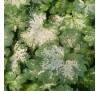 Гейхера Дью Дропс (Dew Drops) C1
